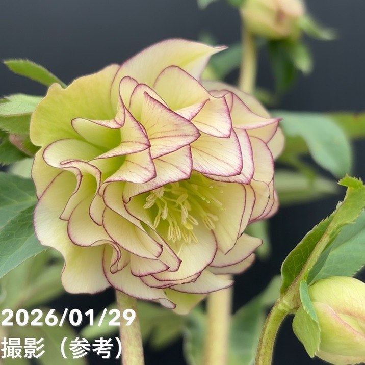 一点物】加藤農園 フレグランスクリスマスローズ アフロディーテ 4.5号