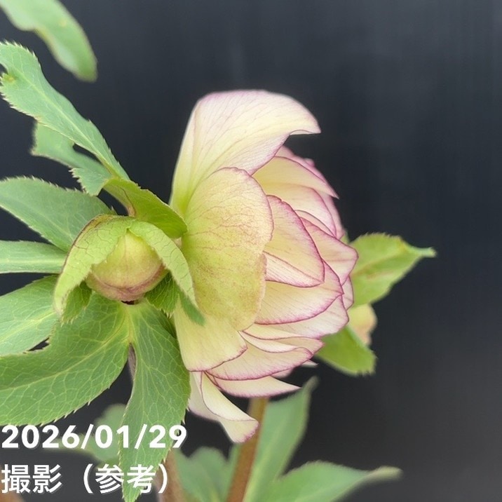 一点物】加藤農園 フレグランスクリスマスローズ アフロディーテ 4.5号