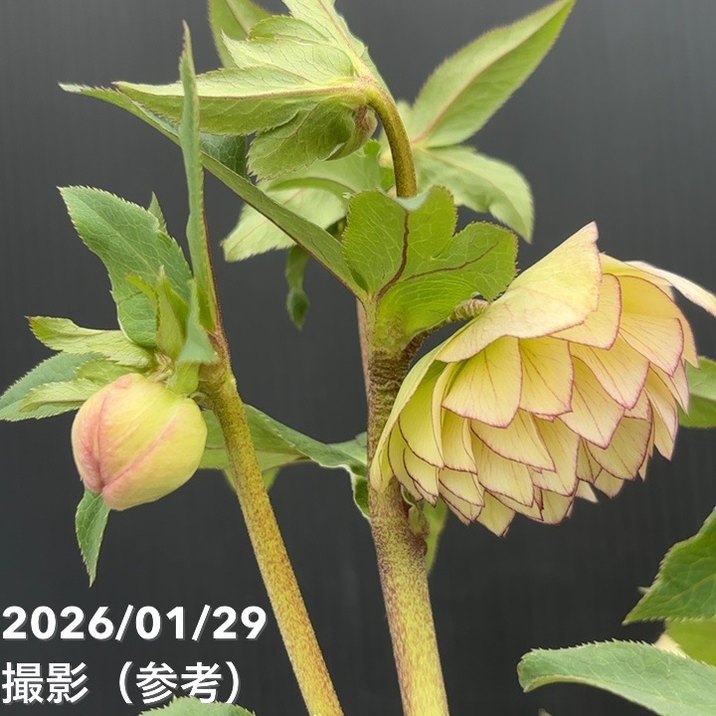 一点物】加藤農園 フレグランスクリスマスローズ アフロディーテ 4.5号