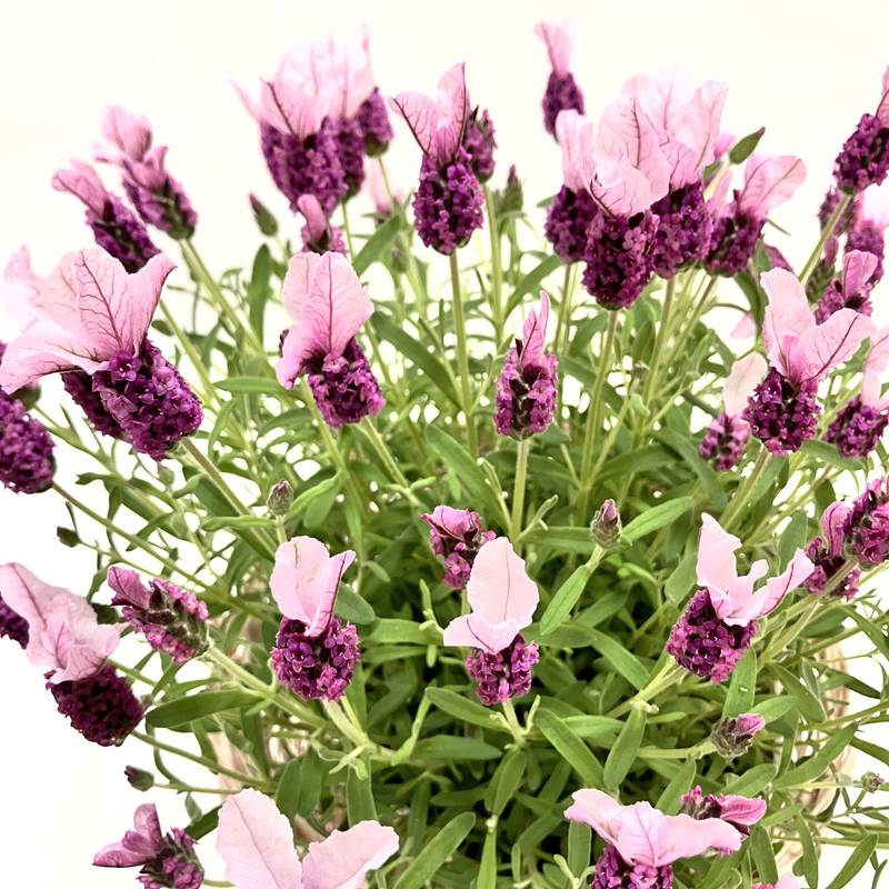 早割期間中！】母の日ギフト2026 ラベンダー ノーブルサマー 5号｜鉢花