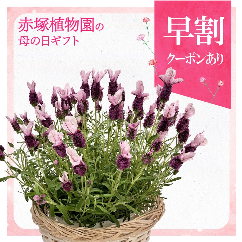 早割期間中！】母の日ギフト2026 ラベンダー ノーブルサマー 5号｜鉢花