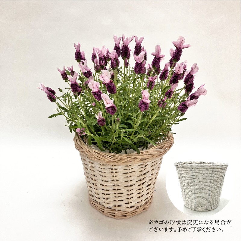 早割期間中！】母の日ギフト2026 ラベンダー ノーブルサマー 5号｜鉢花