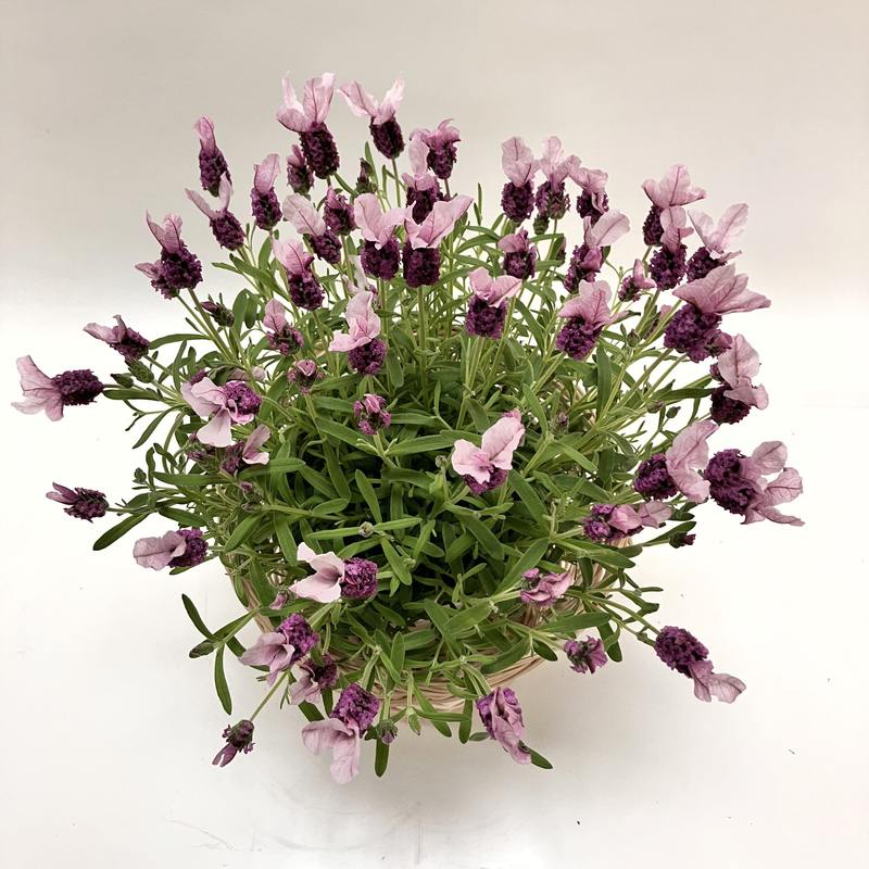 早割期間中！】母の日ギフト2026 ラベンダー ノーブルサマー 5号｜鉢花