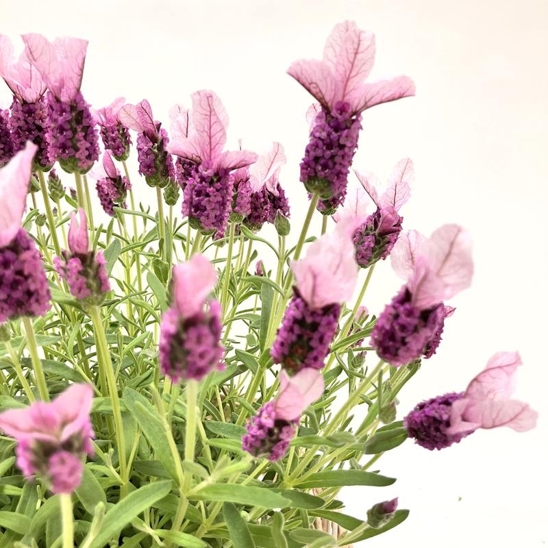 早割期間中！】母の日ギフト2026 ラベンダー ノーブルサマー 5号｜鉢花