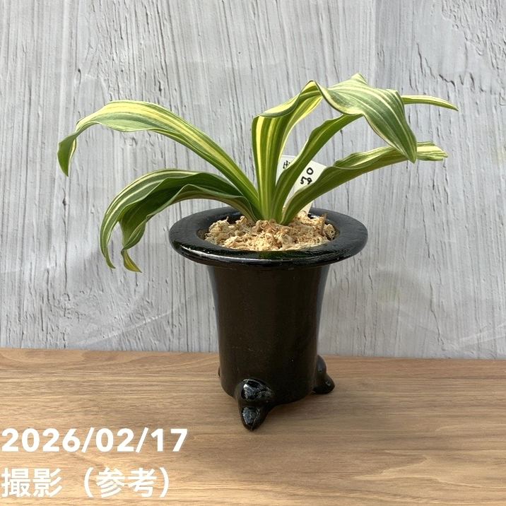65周年記念セール】【現品お届け】豊明園 万年青 オモト 出世実生