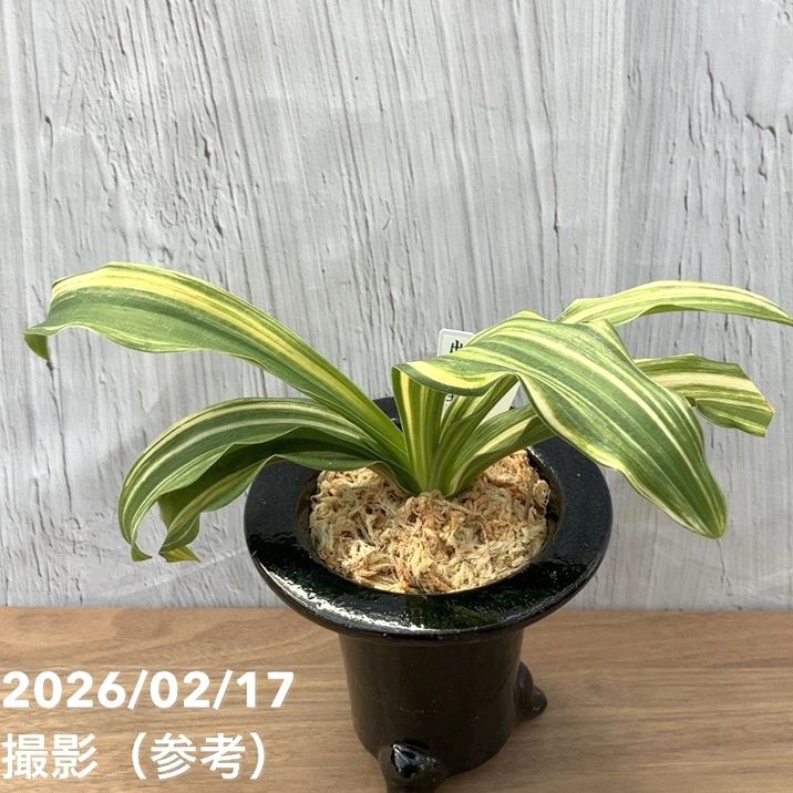 決算P5倍！10%OFF！8/2まで】【現品お届け】豊明園 万年青 オモト 出世