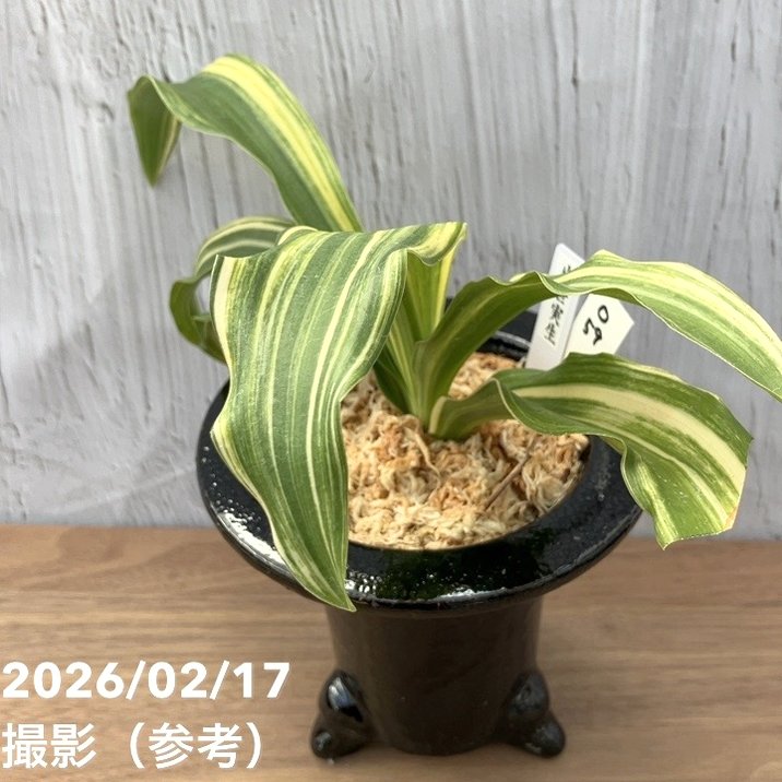 現品お届け】豊明園 万年青 オモト 出世実生（しゅっせみしょう）陶器