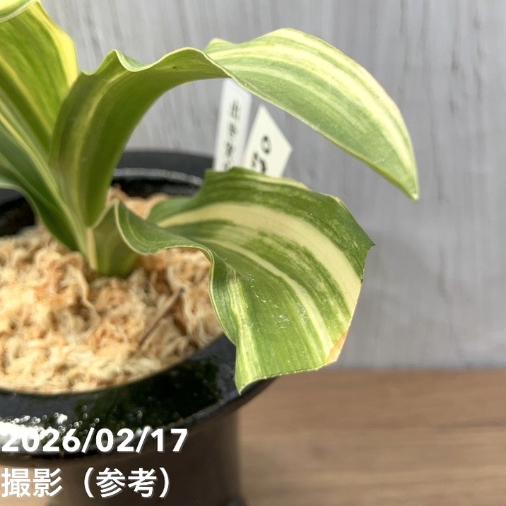 65周年記念セール】【現品お届け】豊明園 万年青 オモト 出世実生