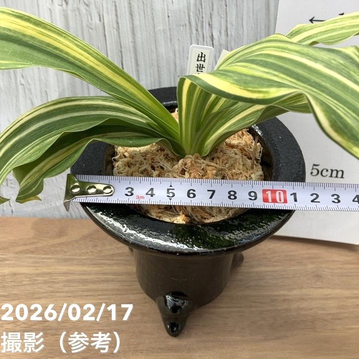 現品お届け】豊明園 万年青 オモト 出世実生（しゅっせみしょう）陶器