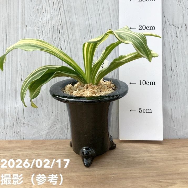 現品お届け】豊明園 万年青 オモト 出世実生（しゅっせみしょう）陶器