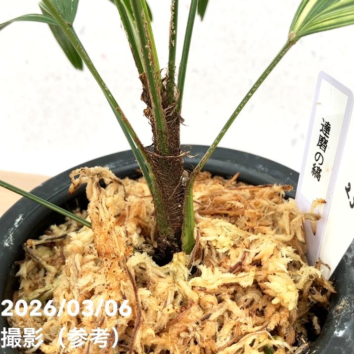 観葉植物 観音竹 カンノンチク 達磨 だるま 尺鉢 10号鉢 開運招福 縁起 現品お届け】観音竹 カンノンチク 達磨の縞 だるまのしま プラ鉢（K23