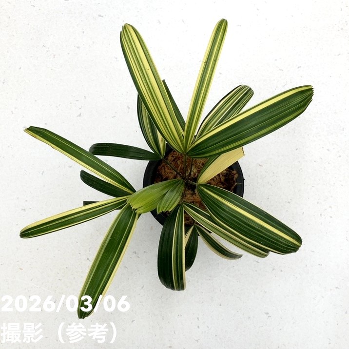 現品お届け】観音竹 カンノンチク 達磨の縞 だるまのしま プラ鉢（K23