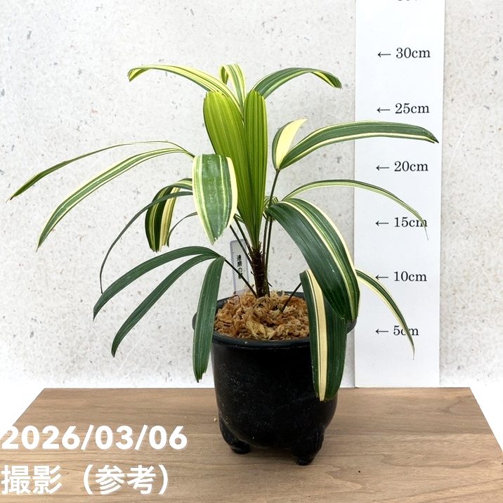 現品お届け】観音竹 カンノンチク 達磨の縞 だるまのしま プラ鉢（K23