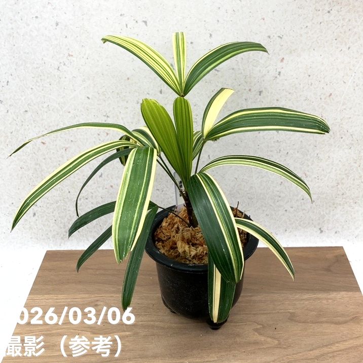 現品お届け】観音竹 カンノンチク 達磨の縞 だるまのしま プラ鉢（K23