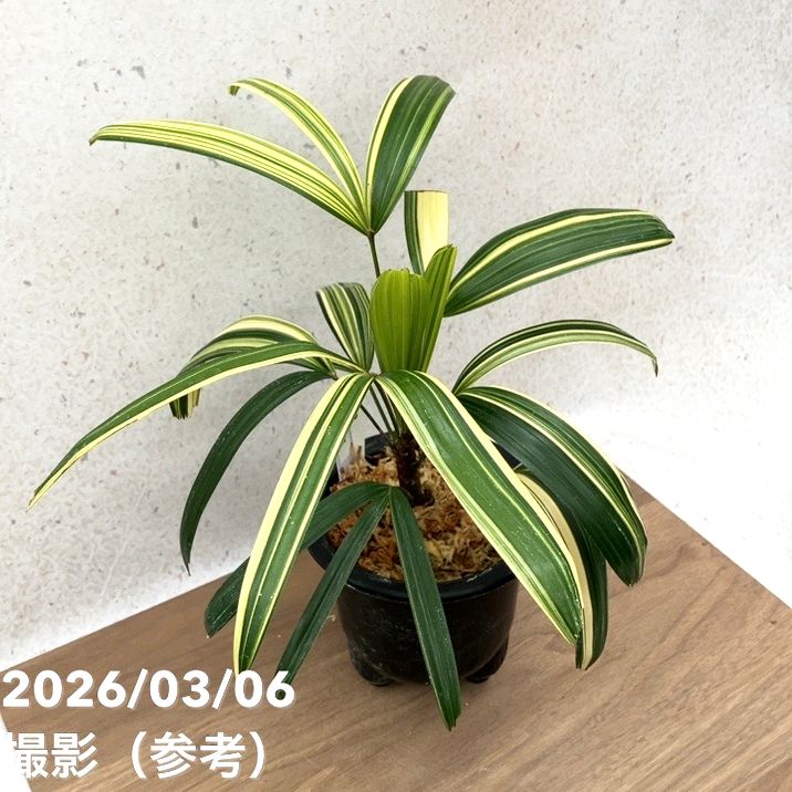 現品お届け】観音竹 カンノンチク 達磨の縞 だるまのしま プラ鉢（K23