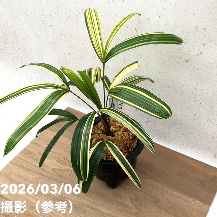 観葉植物 観音竹 カンノンチク 達磨 だるま 尺鉢 10号鉢 開運招福 縁起 現品お届け】観音竹 カンノンチク 達磨の縞 だるまのしま プラ鉢（K23
