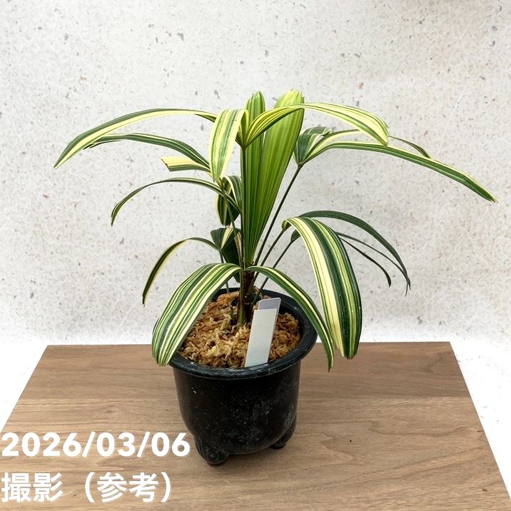 現品お届け】観音竹 カンノンチク 達磨の縞 だるまのしま プラ鉢（K23