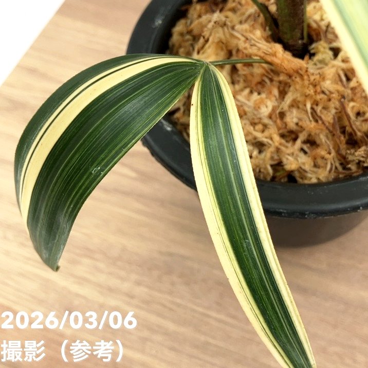 現品お届け】観音竹 カンノンチク 達磨の縞 だるまのしま プラ鉢（K23