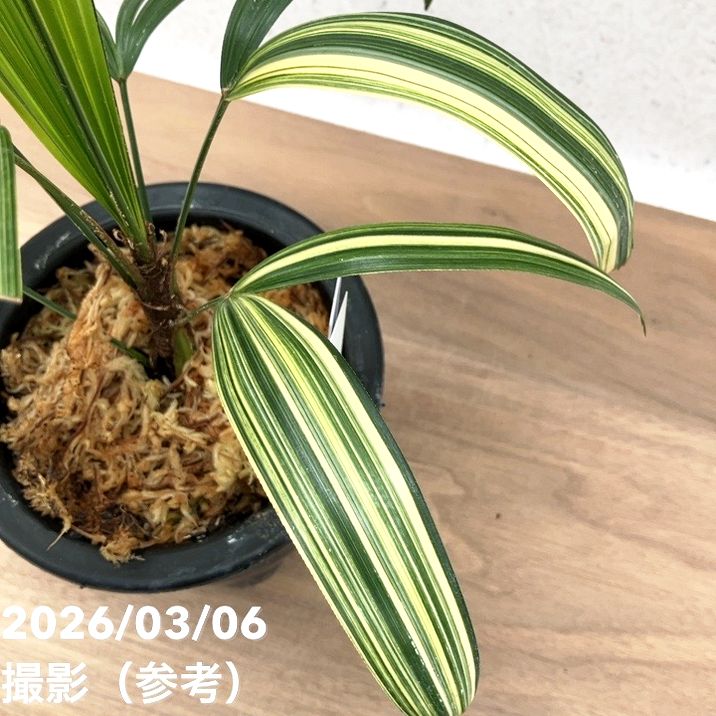 現品お届け】観音竹 カンノンチク 達磨の縞 だるまのしま プラ鉢（K23