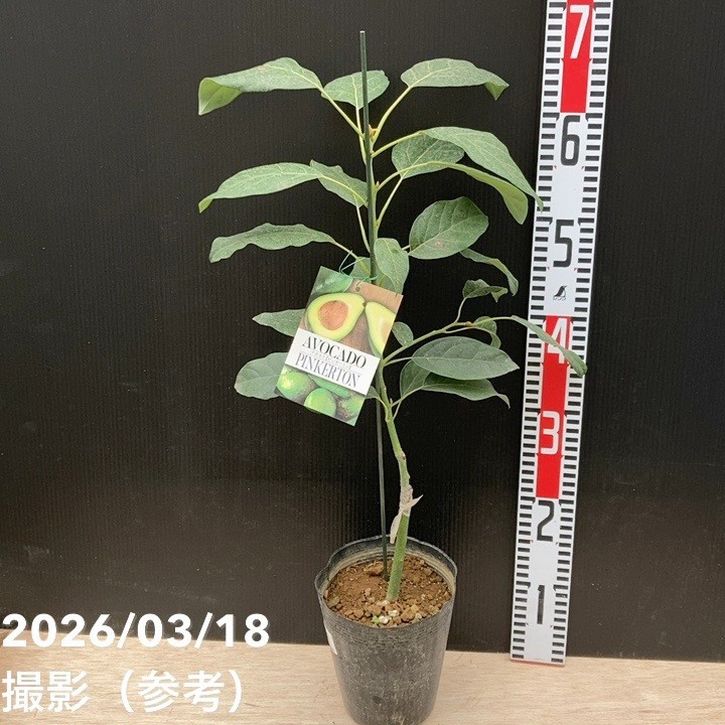アボカド ピンカートン 5号｜果樹04-PA | 果樹 | 赤塚植物園オンライン