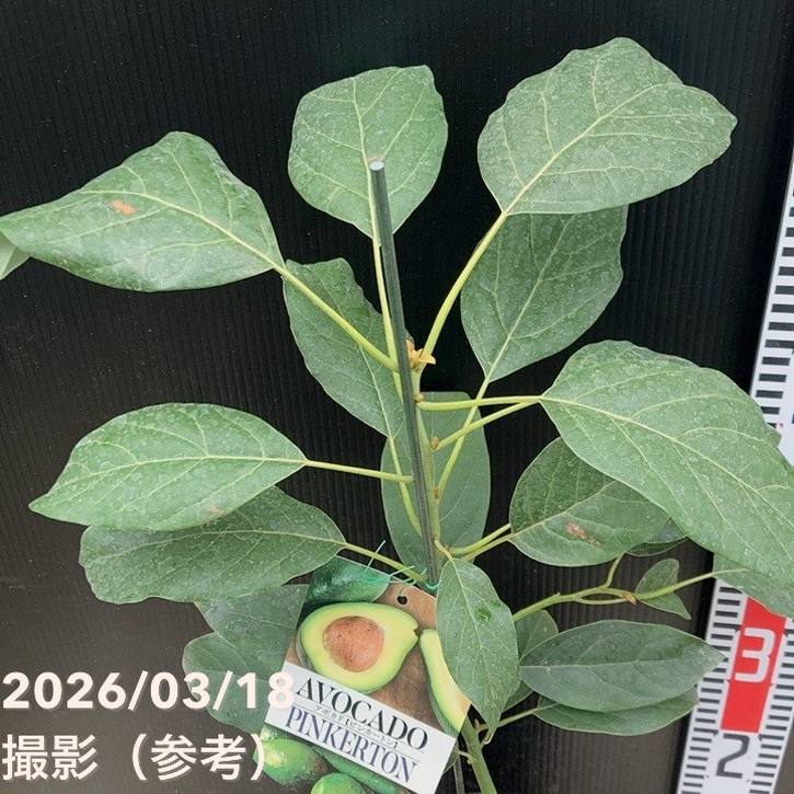 アボカド ピンカートン 5号｜果樹04-PA | 果樹 | 赤塚植物園オンライン