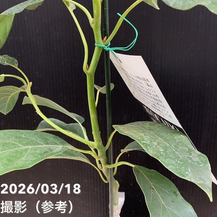アボカド ピンカートン 5号｜果樹04-PA | 果樹 | 赤塚植物園オンライン
