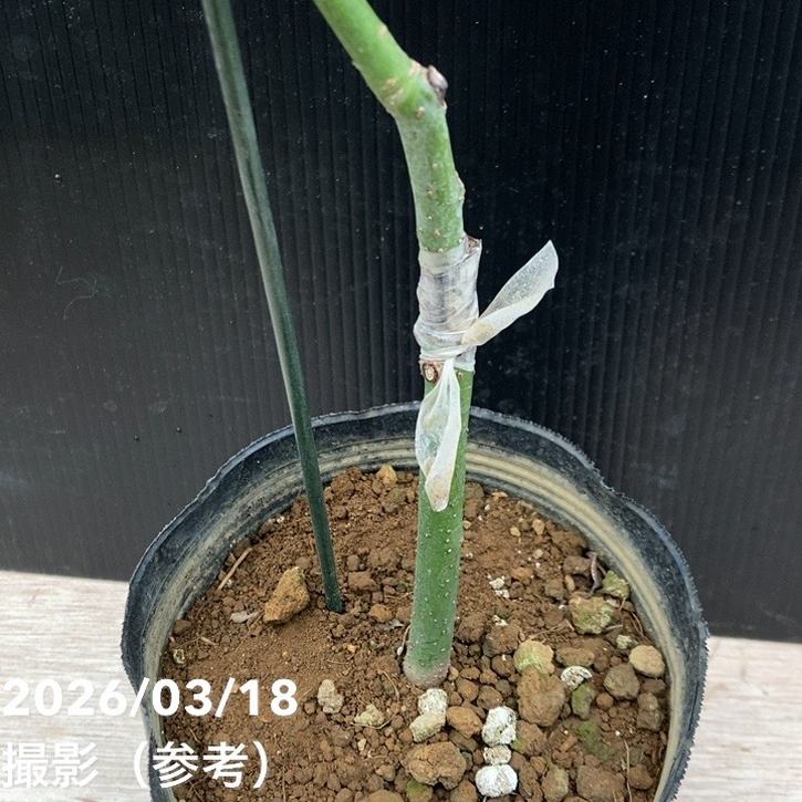 アボカド ピンカートン 5号｜果樹04-PA | 果樹 | 赤塚植物園オンライン