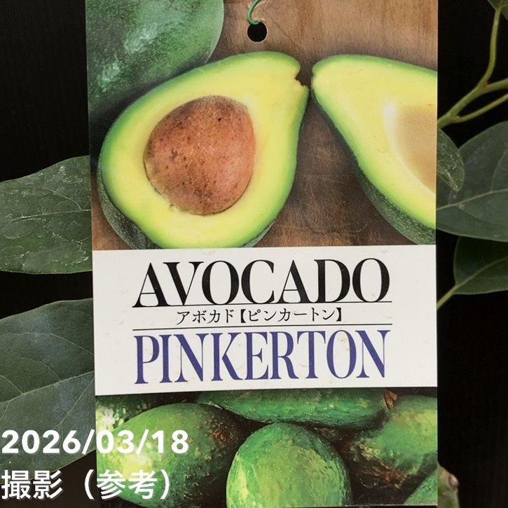 アボカド ピンカートン 5号｜果樹04-PA | 果樹 | 赤塚植物園オンライン
