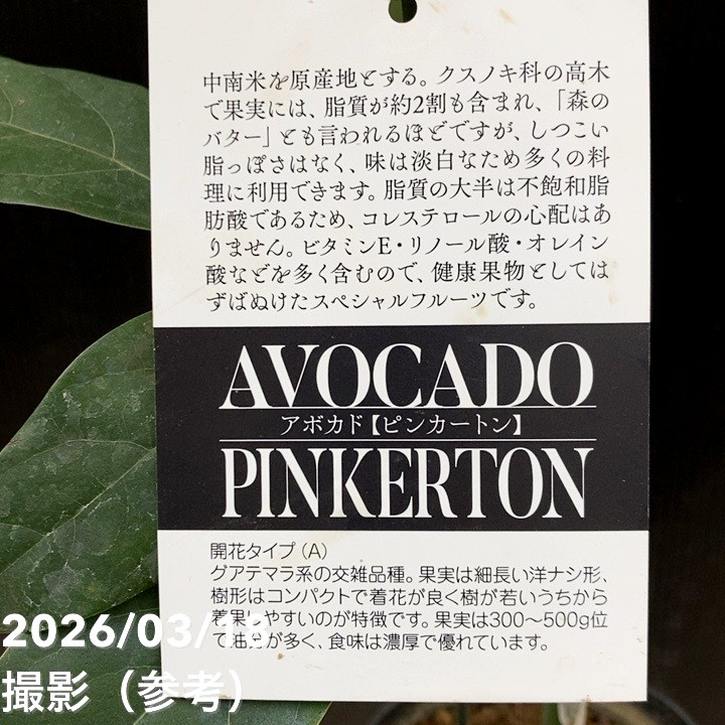 アボカド ピンカートン 5号｜果樹04-PA | 果樹 | 赤塚植物園オンライン