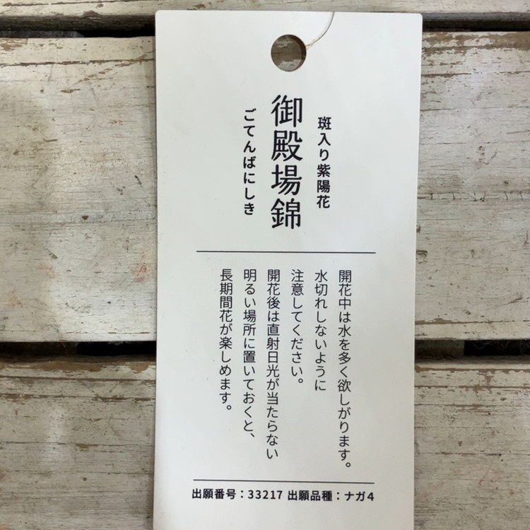 斑入りヤマアジサイ 御殿場錦 5号｜鉢花04-PA | 花木・庭木,アジサイ類