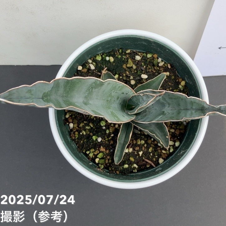 期間限定10％OFF！】サンスベリア 4号 ロブスターブルー 白陶器鉢仕様