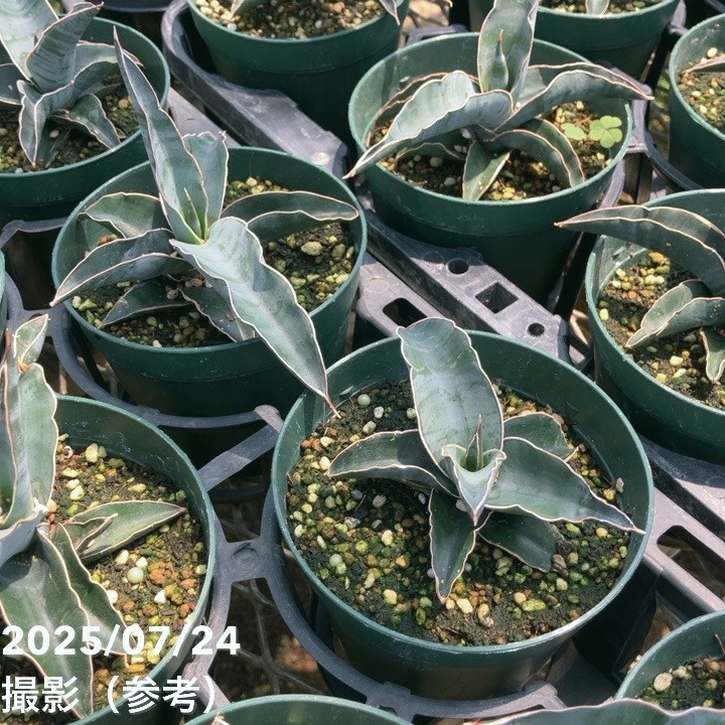 特大株 サンスベリア パウエル サンセベリア sansevieria 特大株 サンスベリア パウエル サンセベリア sansevieria