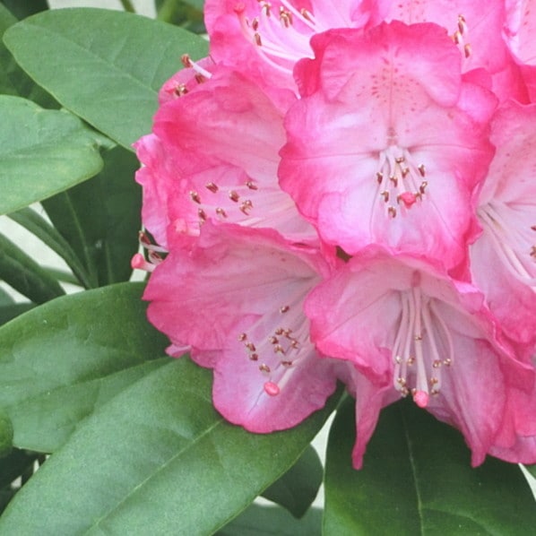 【期間限定10%OFF!】シャクナゲ スーパーローディー 5号 スイートハート|花木01-D1