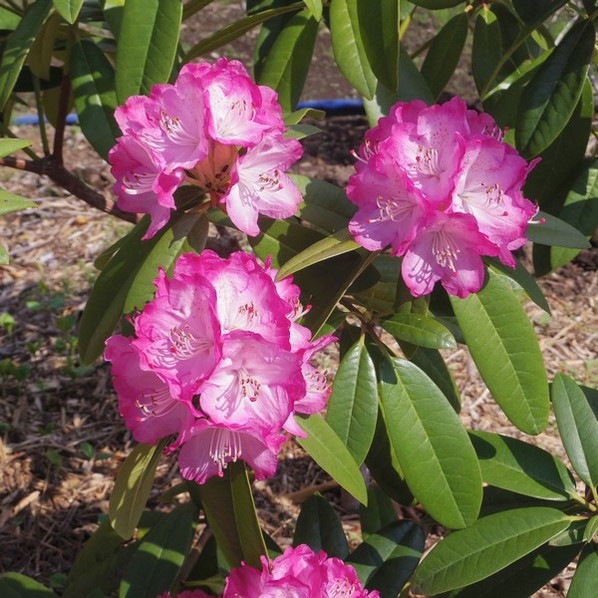 【期間限定10%OFF!】シャクナゲ スーパーローディー 5号 スイートハート|花木01-D1