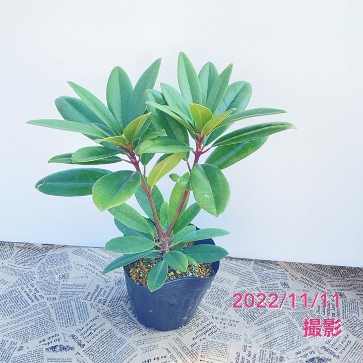 【期間限定10%OFF!】シャクナゲ スーパーローディー 5号 スイートハート|花木01-D1