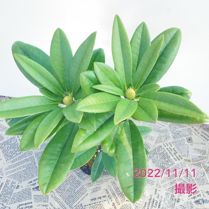 【期間限定10%OFF!】シャクナゲ スーパーローディー 5号 スイートハート|花木01-D1