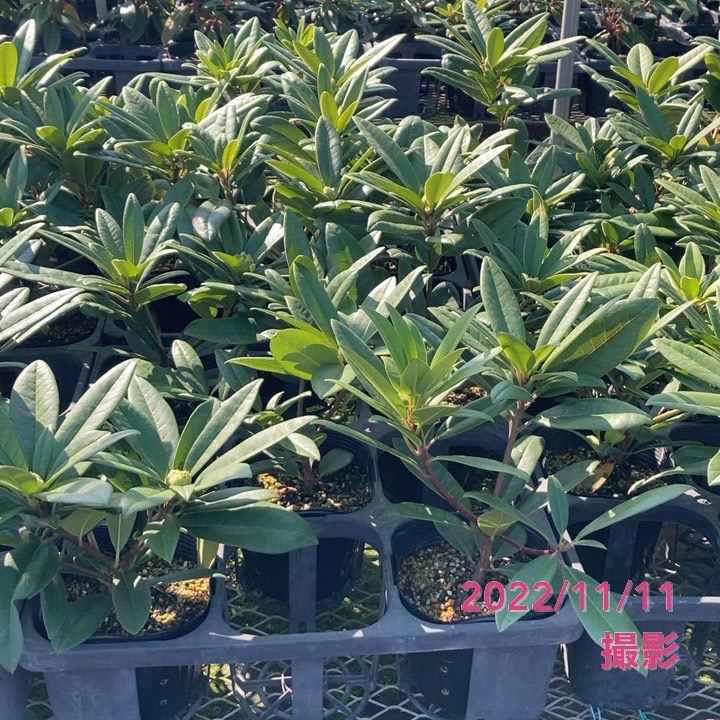 【期間限定10%OFF!】シャクナゲ スーパーローディー 5号 スイートハート|花木01-D1