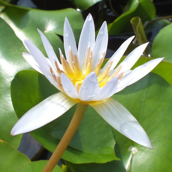 熱帯スイレン 7号 ドウベン｜草花01-D1 | 草花,熱帯スイレン・温帯