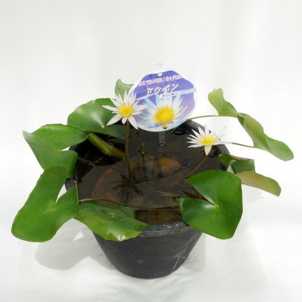 熱帯スイレン 7号 ドウベン｜草花01-D1 | 草花,熱帯スイレン・温帯