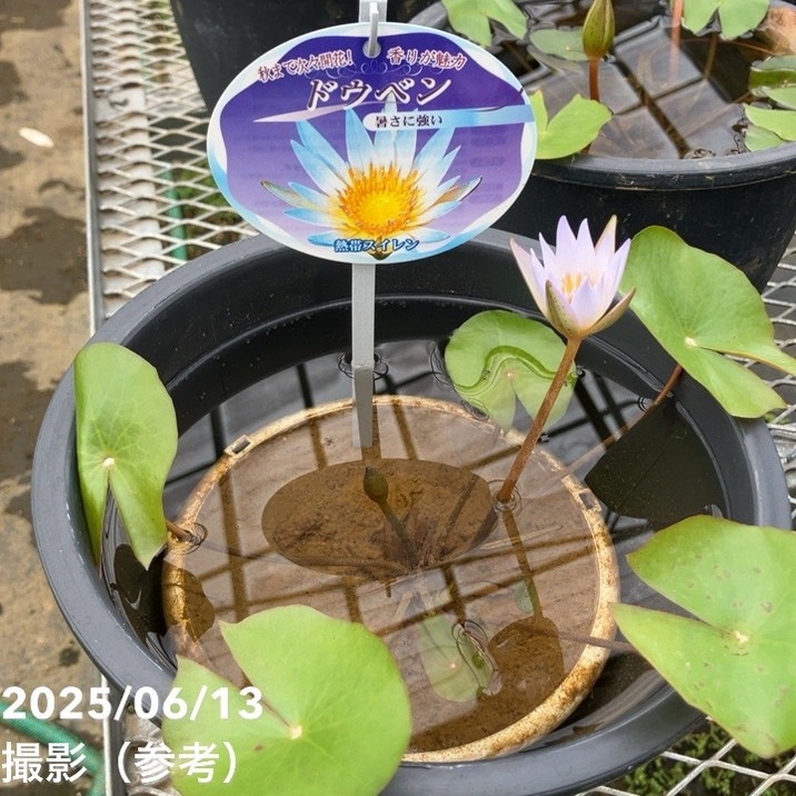 熱帯スイレン 7号 ドウベン｜草花01-D1 | 草花,熱帯スイレン・温帯
