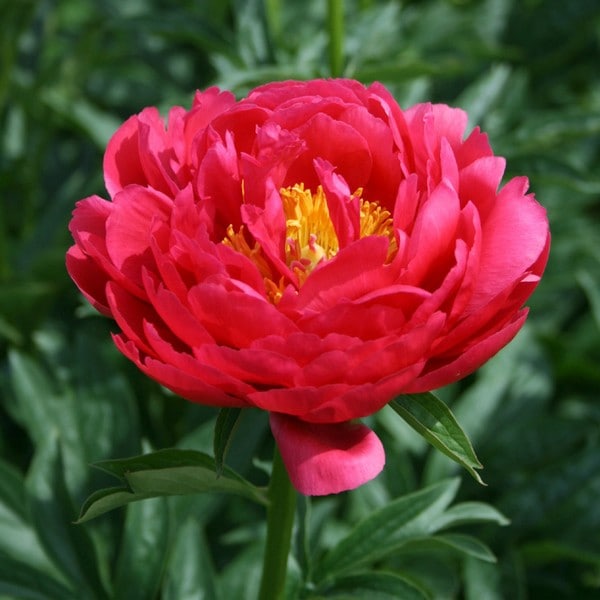 芍薬 シャクヤク 7号 ラズベリーチャーム｜草花10-TU | 草花,芍薬