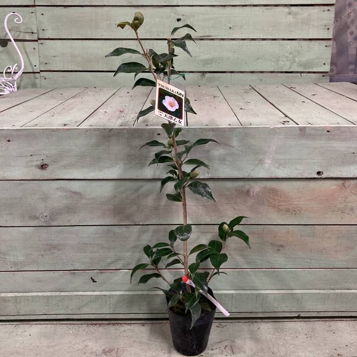 椿 ツバキ 4号 出雲大社赤藪椿［こだわりの前田ナーセリー苗］｜花木04