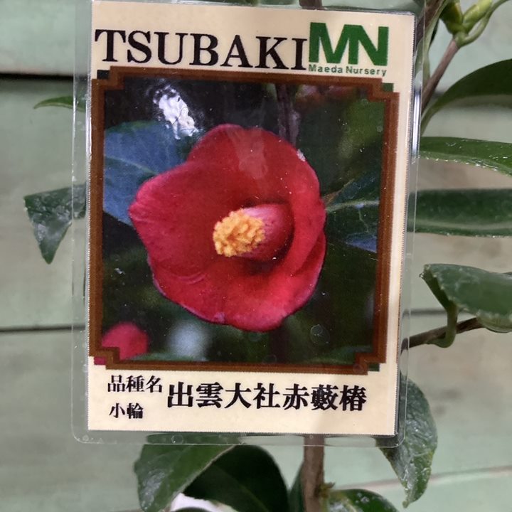 椿 ツバキ 4号 出雲大社赤藪椿［こだわりの前田ナーセリー苗