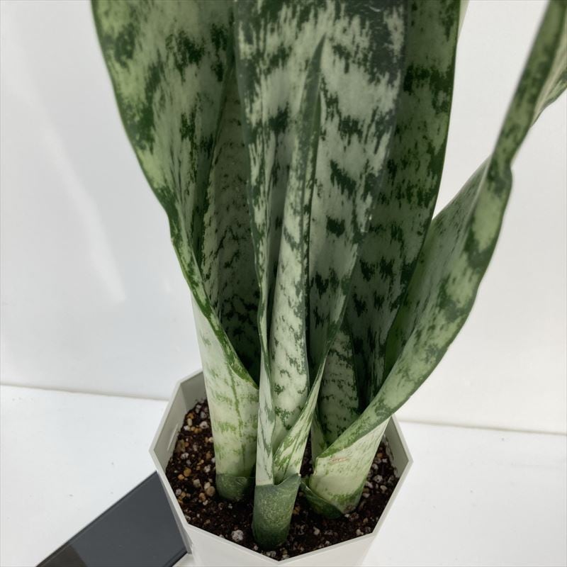 期間限定10％OFF！】サンスベリア 4.5号 ゼラニカ プラスチック鉢仕様