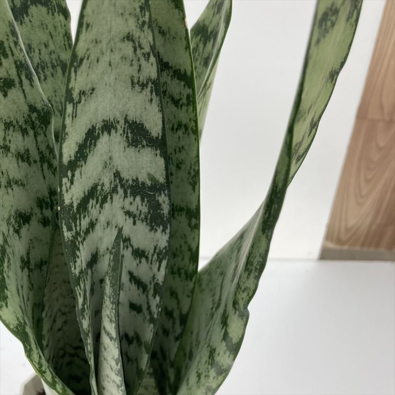 期間限定10％OFF！】サンスベリア 4.5号 ゼラニカ プラスチック鉢仕様