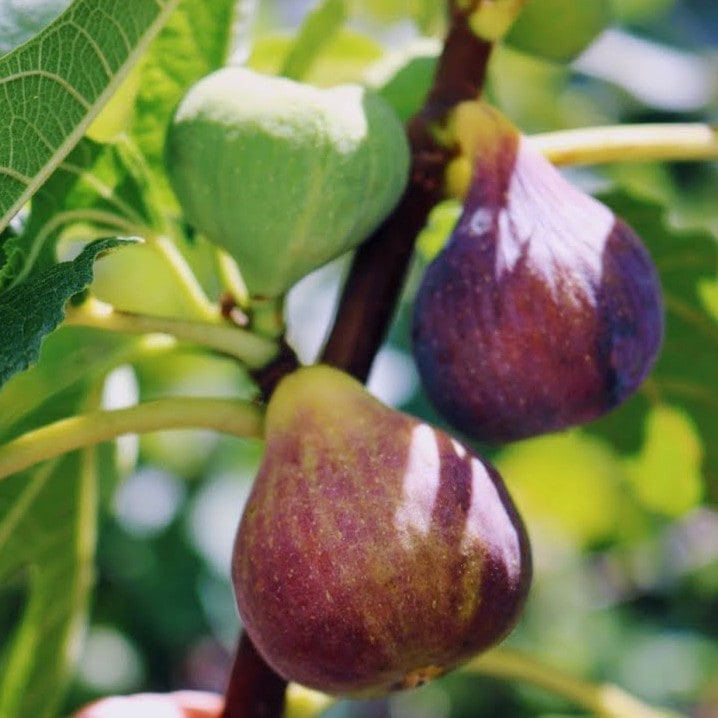 イチジク ブリジャソットグリース 4号ロングポット｜果樹04-PA | 果樹