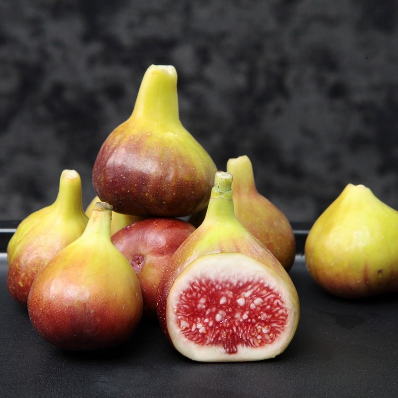 イチジク ブリジャソットグリース 4号ロングポット｜果樹04-PA | 果樹