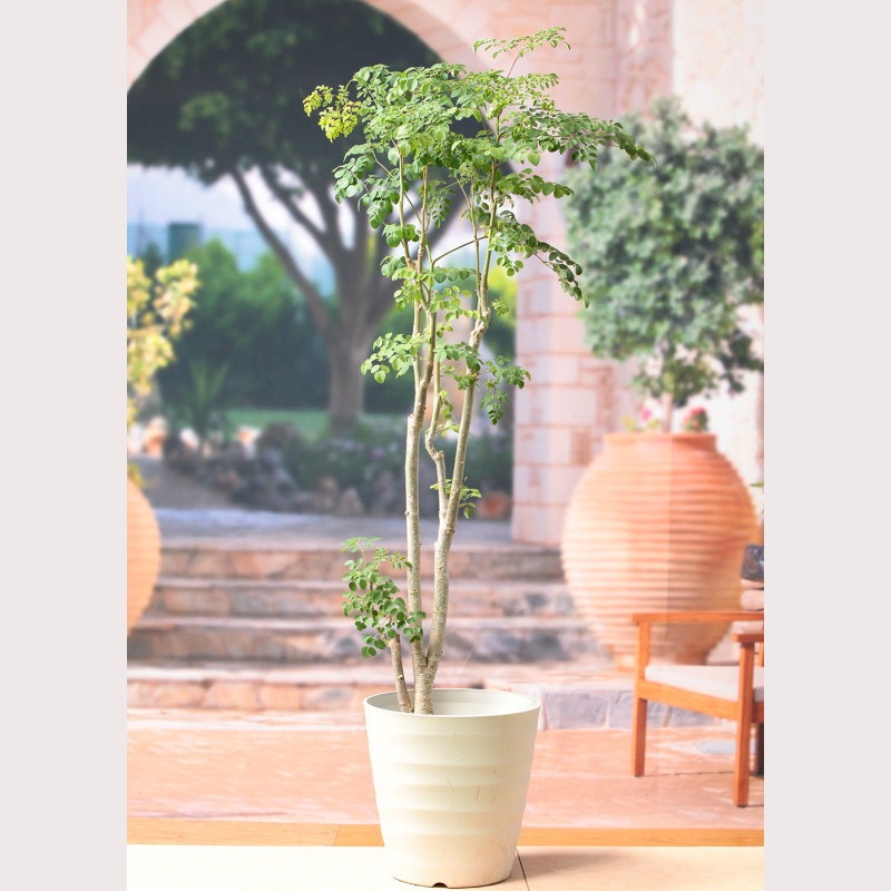 モリンガ　苗　２株　種　5粒 モリンガ苗2株種5粒