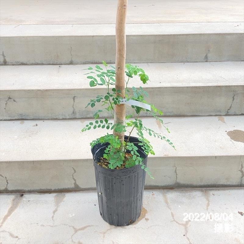 63 モリンガ 苗木 苗 プロ仕立て 特大苗 モリンガ 苗のおすすめ人気