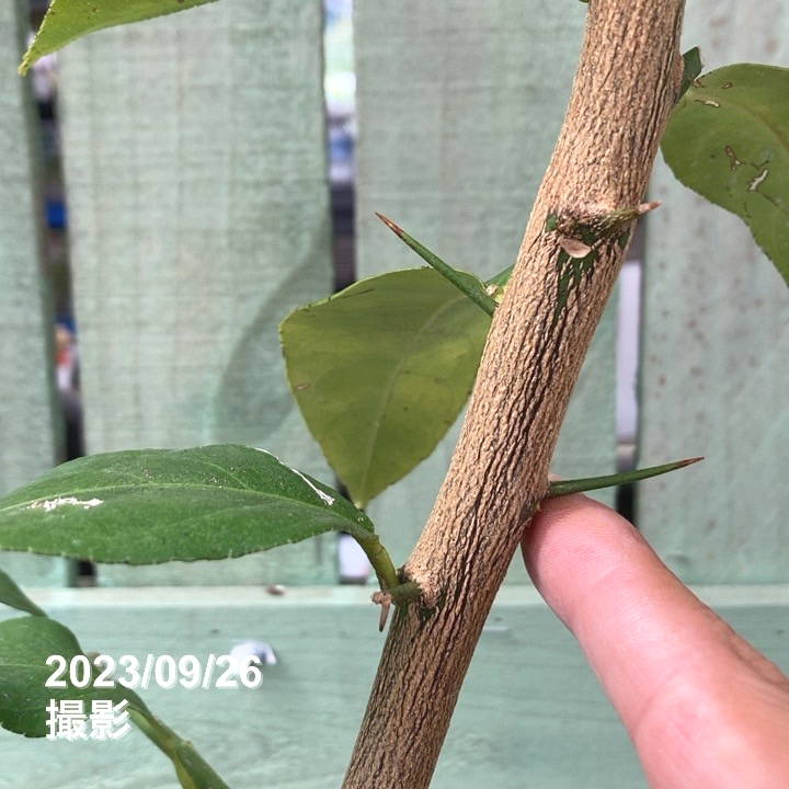 ビアフランカレモン 5号 2年生苗｜柑橘｜果樹04-PA | 果樹,柑橘,レモン